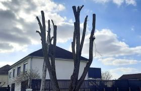 Élagage & Abattage d'arbres sur Bourges dans le Cher