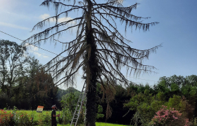 Élagage & Abattage d'arbres sur Bourges dans le Cher