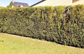 Entretien de jardin
