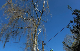  Élagage d'arbres à Henrichemont