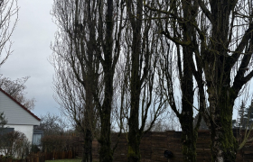 Elagueur Bourges