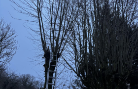 Elagage d'arbres Bourges